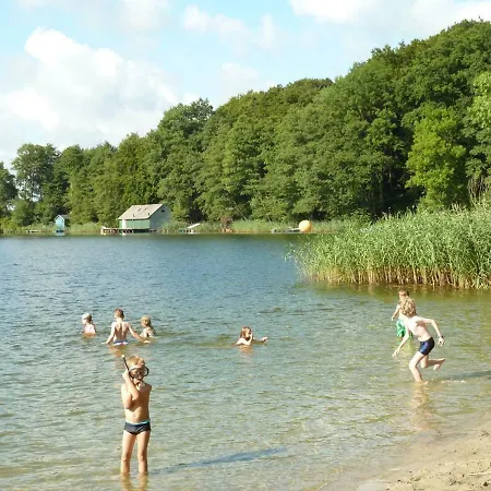 Am * Dummer